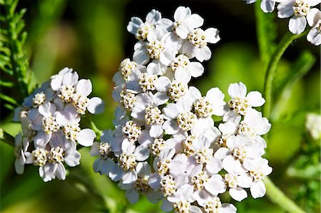 Flowering yarrow (Achillea Millefolium) Stock Photo - Premium Royalty-Free, Code: 659-06185998