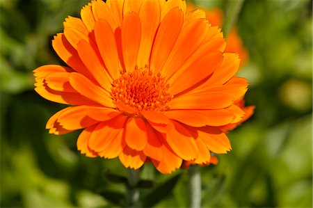A marigold (Calendula Officinalis) Stock Photo - Premium Royalty-Free, Code: 659-06186006