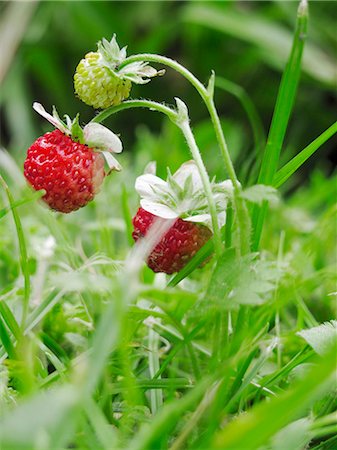 fragaria - Wild strawberries Foto de stock - Sin royalties Premium, Código: 659-06186066
