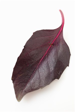 A purple basil leaf Foto de stock - Sin royalties Premium, Código: 659-06186276