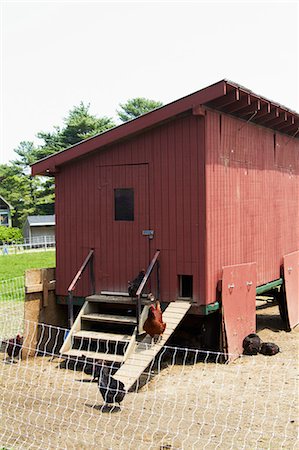 Chickens in Chicken Coop on a Farm Foto de stock - Sin royalties Premium, Código: 659-06186482