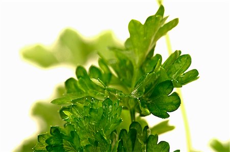 flat leaf parsley - Parsley with droplets of water (close-up) Stock Photo - Premium Royalty-Free, Code: 659-06186631