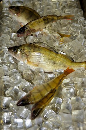 freshwater fish - Perches on ice Stock Photo - Premium Royalty-Free, Code: 659-06186976