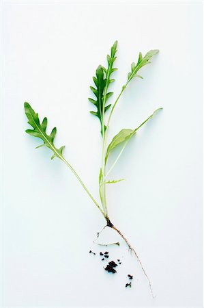 rucola - Fusée avec racines Photographie de stock - Premium Libres de Droits, Code: 659-06187065