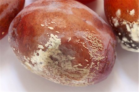 prunus domestica - A mouldy plum Foto de stock - Sin royalties Premium, Código: 659-06187219