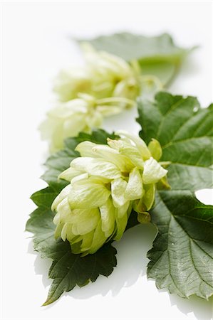 Hops umbel (close-up) Foto de stock - Sin royalties Premium, Código: 659-06187245