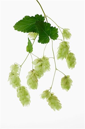 Fresh hops umbels Stock Photo - Premium Royalty-Free, Code: 659-06187246