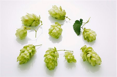 Hops umbels Stock Photo - Premium Royalty-Free, Code: 659-06187250