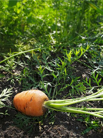 root vegetable - A carrot in a vegetables patch Stock Photo - Premium Royalty-Free, Code: 659-06187264