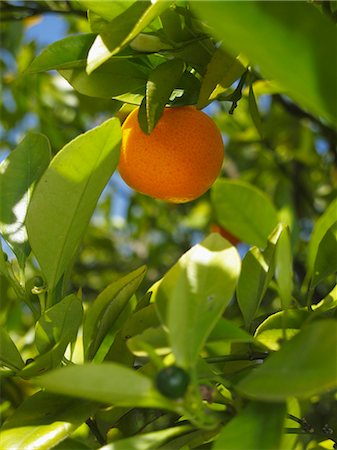 simsearch:659-03523633,k - Une orange sur un arbre (gros plan) Photographie de stock - Premium Libres de Droits, Code: 659-06187266