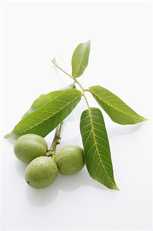 Walnuts on twig with leaves Stock Photo - Premium Royalty-Free, Code: 659-06187273