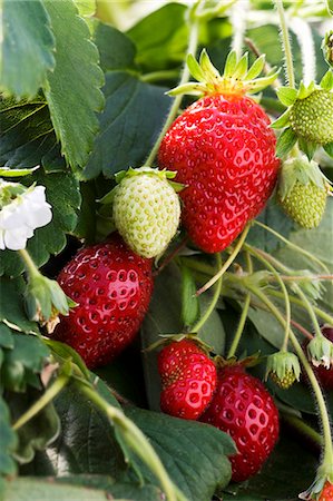 simsearch:659-06152167,k - Ripe and Unripe Strawberries on the Plant Stock Photo - Premium Royalty-Free, Code: 659-06187351