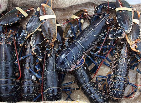 shell fish - Fresh Irish lobster Stock Photo - Premium Royalty-Free, Code: 659-06187388