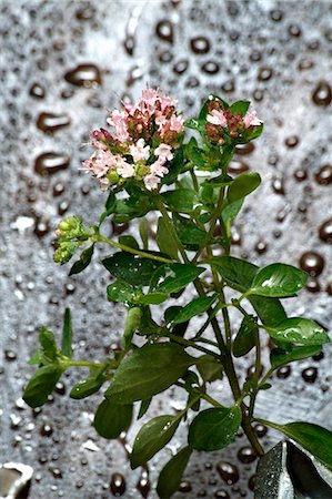 Flowering oregano Foto de stock - Sin royalties Premium, Código: 659-06187458