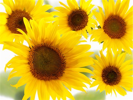 Five sunflowers Stock Photo - Premium Royalty-Free, Code: 659-06187617