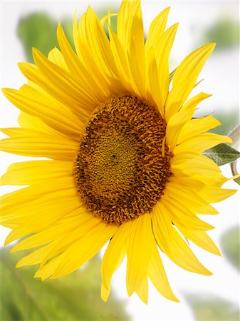 sunflower - A sunflower Foto de stock - Sin royalties Premium, Código: 659-06187618