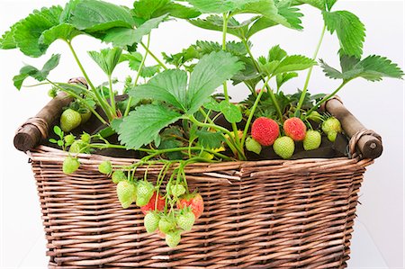 Plants de fraises dans un panier Photographie de stock - Premium Libres de Droits, Code: 659-06187745