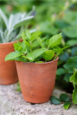 Peppermint in a terracotta pot Stock Photo - Premium Royalty-Free, Code: 659-06187876