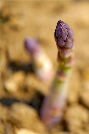 Asparagus in a field Foto de stock - Sin royalties Premium, Código: 659-06187945