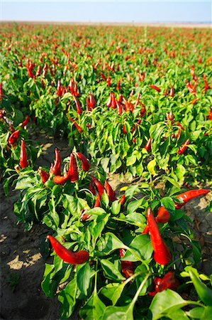 pimientos rojos - Field of peppers Foto de stock - Sin royalties Premium, Código: 659-06188021