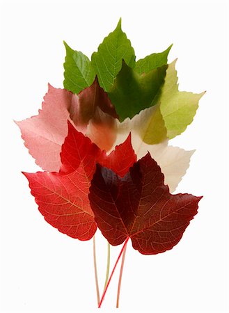 Colorful Virginia Creeper leaves Foto de stock - Sin royalties Premium, Código: 659-06188102