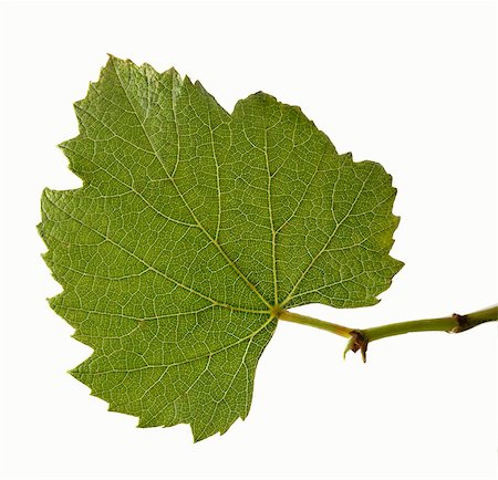 Real grape leaf Foto de stock - Sin royalties Premium, Código: 659-06188103