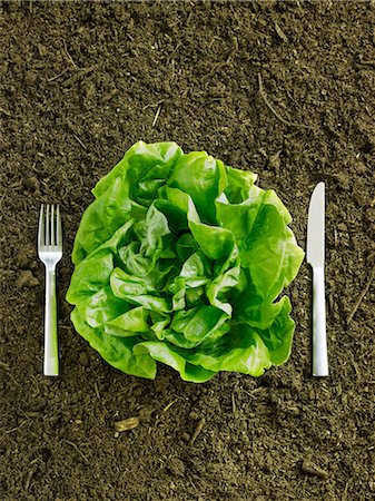 Fresh Head of Butter Lettuce in Dirt with Fork and Knife Stock Photo - Premium Royalty-Free, Code: 659-06188206