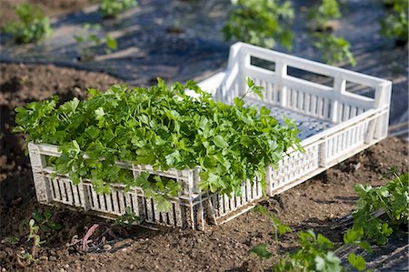 Fresh parsley in a crate on a flower bed Stock Photo - Premium Royalty-Free, Code: 659-06188559