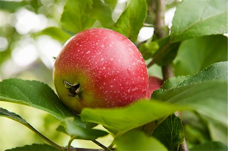 pommier - Une pomme rouge dans un arbre Photographie de stock - Premium Libres de Droits, Code: 659-06183650