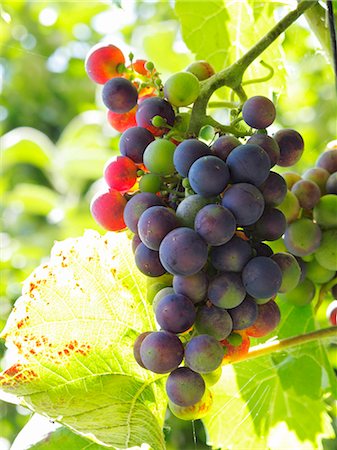 simsearch:659-06155761,k - Raisins dessus une vigne Photographie de stock - Premium Libres de Droits, Code: 659-06183689