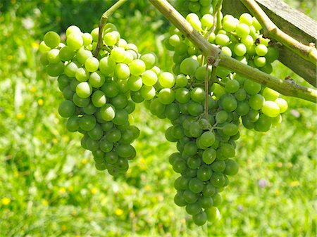 simsearch:659-06183780,k - Green grapes on the vine Foto de stock - Sin royalties Premium, Código: 659-06183691