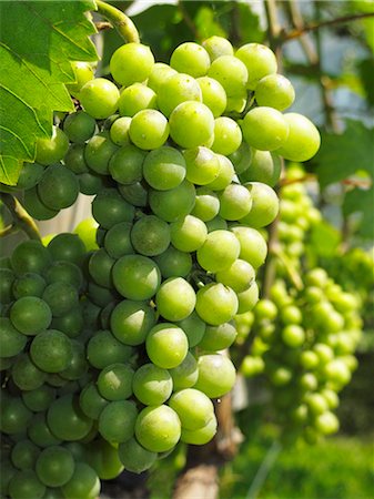 simsearch:659-06307451,k - Raisins verts sur une vigne (gros plan) Photographie de stock - Premium Libres de Droits, Code: 659-06183692