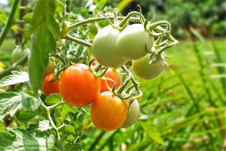simsearch:659-06151604,k - Cherry tomatoes on the plant Foto de stock - Sin royalties Premium, Código: 659-06183778