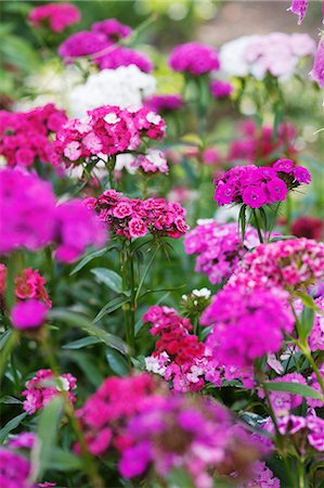 Purple Sweet William in a garden Foto de stock - Sin royalties Premium, Código: 659-06183798