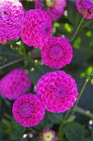 Pompon dahlias Stock Photo - Premium Royalty-Free, Code: 659-06183802