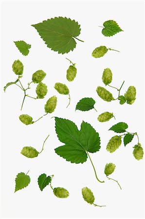 Hops leaves and hops shoots Foto de stock - Sin royalties Premium, Código: 659-06183826