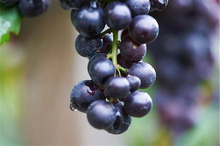 Pinot noir grapes Foto de stock - Sin royalties Premium, Código: 659-06183983