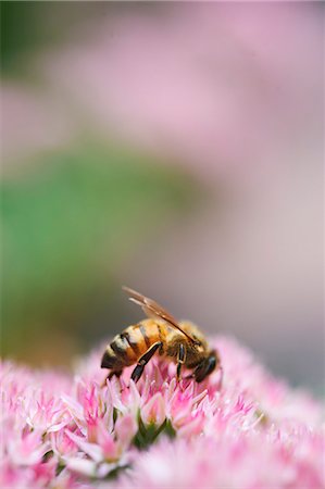 Honeybee Gathering Pollen on Flower Head Foto de stock - Sin royalties Premium, Código: 659-06306169