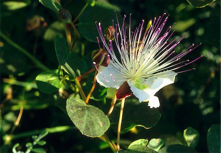 A caper flower on a branch Stock Photo - Premium Royalty-Free, Code: 659-06306253