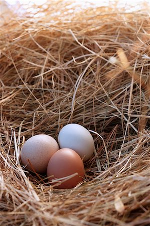 Three Fresh Organic Eggs in a Hay Nest Foto de stock - Sin royalties Premium, Código: 659-06306281
