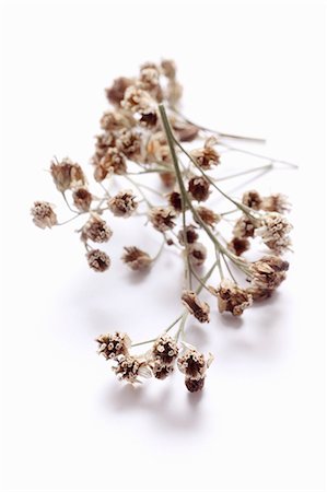 simsearch:659-09125301,k - Dried yarrow Stock Photo - Premium Royalty-Free, Code: 659-06306540