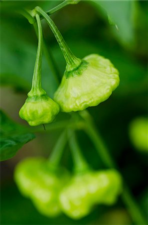 simsearch:659-03522270,k - Piments Scotch Bonnet sur l'usine Photographie de stock - Premium Libres de Droits, Code: 659-06307004