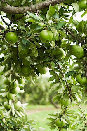 Granny Smith Apples on a Branch in an Apple Tree Foto de stock - Sin royalties Premium, Código: 659-06307285