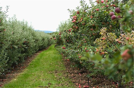 A Grass Isle in an Apple Orchard with apple Trees Full of Ripe Apples Foto de stock - Sin royalties Premium, Código: 659-06307281