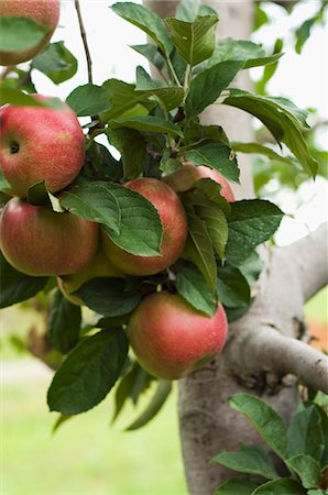 simsearch:659-07597668,k - A Cluster of Apples Growing on a Branch on an Apple Tree in an Orchard Stock Photo - Premium Royalty-Free, Code: 659-06307282