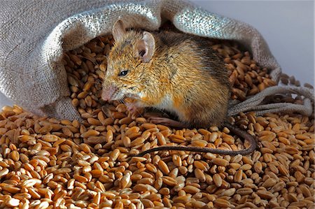 A live mouse with wheat Stock Photo - Premium Royalty-Free, Code: 659-06307394