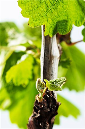 Une vigne de printemps avec des feuilles vertes Photographie de stock - Premium Libres de Droits, Code: 659-06307448