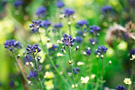 Broccoli flowers Stock Photo - Premium Royalty-Free, Code: 659-06307513