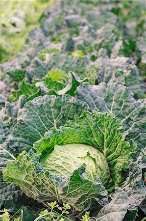 Savoy cabbages in the field Stock Photo - Premium Royalty-Free, Code: 659-06307590