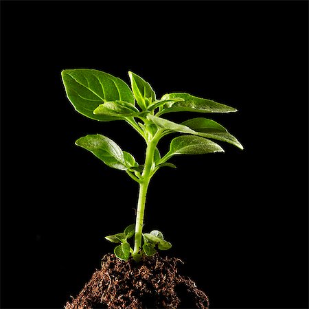 Eine Basilikum-Pflanze wächst aus einem Haufen Erde Stockbilder - Premium RF Lizenzfrei, Bildnummer: 659-06307680